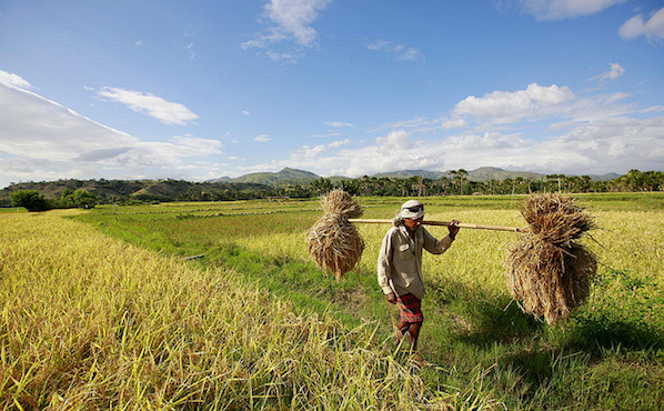 farmer timor leste farmer timor leste