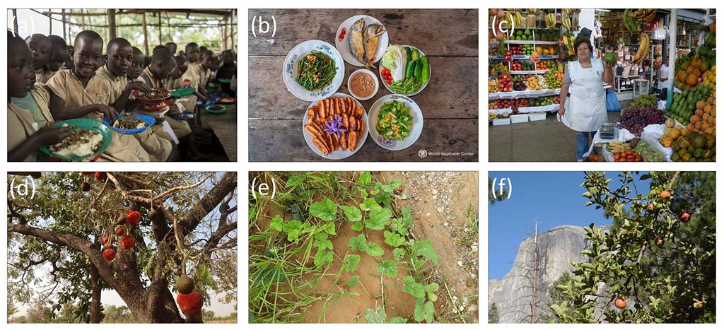 Global rescue plan needed for fruit and vegetable diversity
